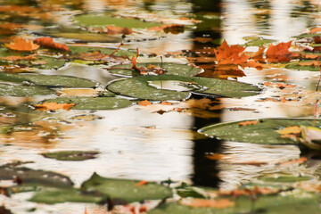 Lotus Leaves Floating On Pond n Autumn season