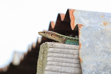 Fototapeta na wymiar Darevskia bithynica tristis lizard macro photo