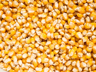 Heap of Dry Maize, dried Yellow Corn, dried Sweet Corn Wholesale. Close-up texture of organic yellow maize or corns seed grains. Texture background. Corn is a plant that provides high carbohydrates.