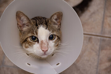 Face de um gato malhado usando cone de proteção no pescoço.