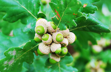 Macro of green acorns on a green oak tree