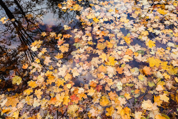 Autumn yellow maple leaves over blue water with reflection of trees in it