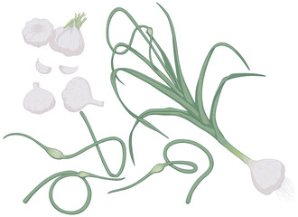 Hand drawn vector garlic colored	