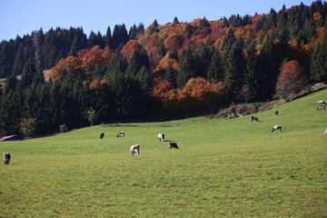 Autumn colors on the Asiago plateau, Veneto, Italy