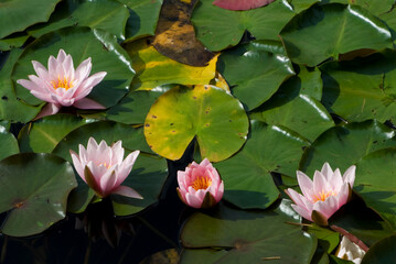 Water lily  (Nymphaea alba) - obrazy, fototapety, plakaty