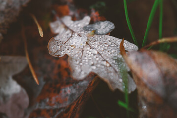 Brown fallen oak leaf with tiny water drops and insect eggs lying on ground among other leaves