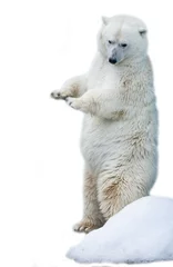 Foto op Canvas white polar bear © Evgeniya Pechenina