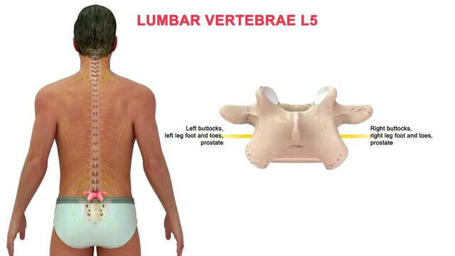 The lumbar spine contains 5 vertebrae, labeled L1 to L5, which progressively increase in size going down the lower back