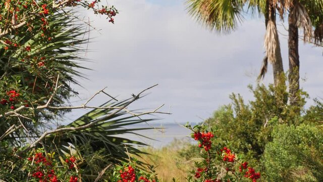 Framed view of palm trees and flowers with gulf coast in background