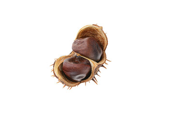 Chestnut in close-up, isolated on a white background.selective focus