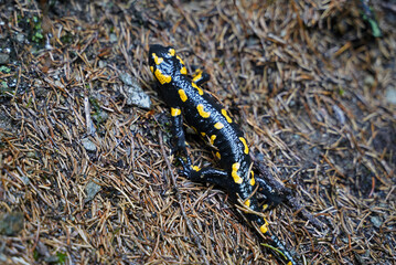 Fire salamander in South Tyrol in the mountains