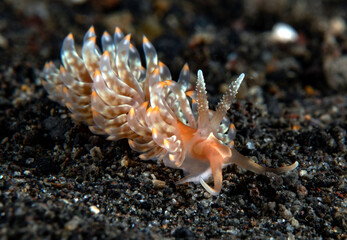 Nudibranch (sea slug) - Baeolidia salaamica. Underwater macro world of Tulamben, Indonesia.