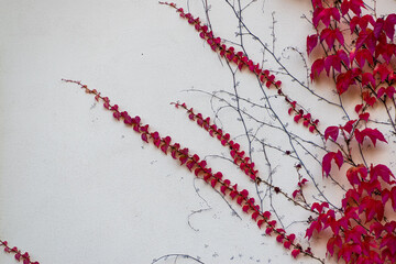 Ivy red creeper on the wall of autumn scenery