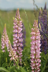 flowers in the field