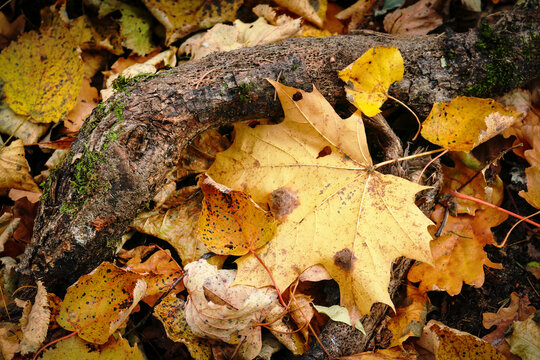 Broken tree branch lying on ground on yellow maple leaves