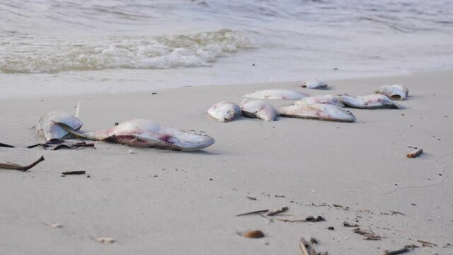 Dead mullet and whiting fish lay on a sand gulf coast beach 