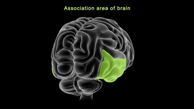 Association area of brain