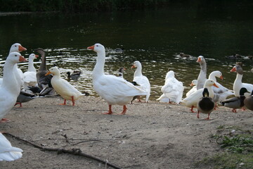 group of geese
