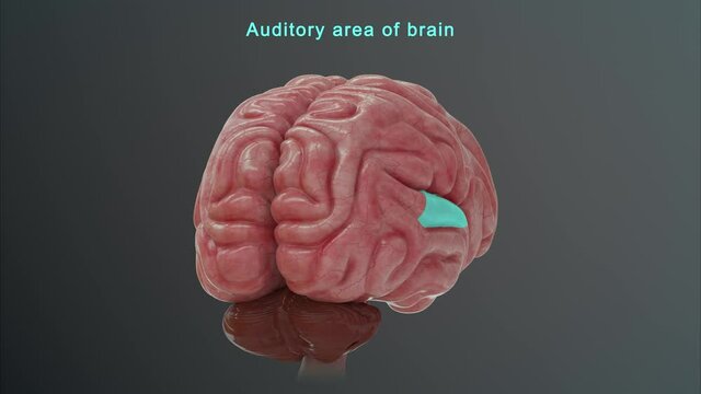 Auditory area of brain
