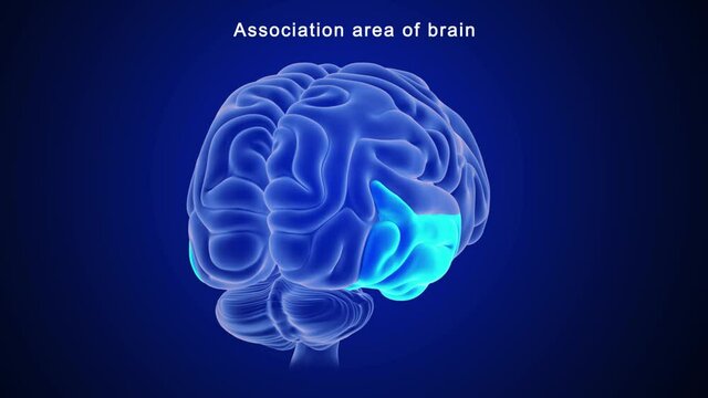 Association area of brain