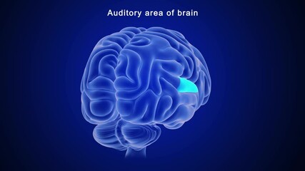 Auditory area of brain