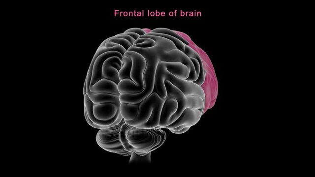 Frontal lobe of brain
