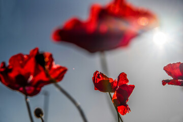 fiori