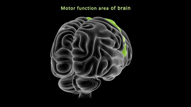 Motor Function Area of Brain