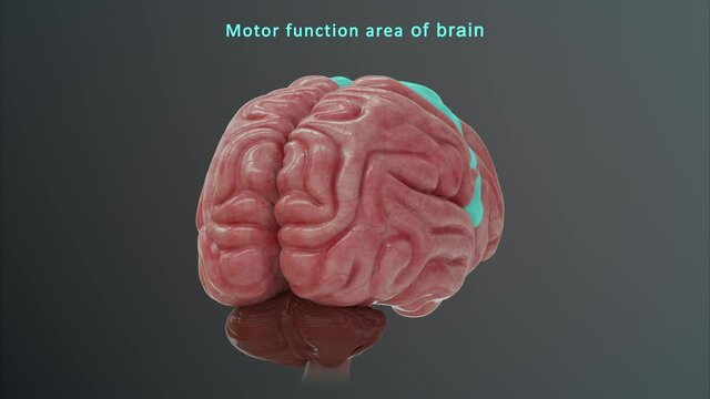 Motor Function Area of Brain