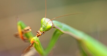 Green praying mantis feeding on grasshopper