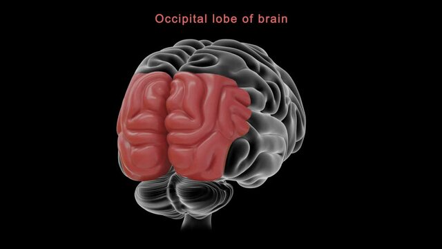 Occipital lobe of brain