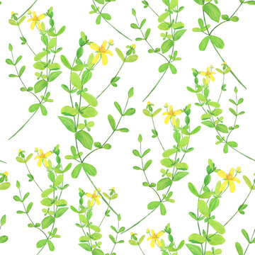 St Johns wort in seamless pattern on white background. Watercolor hand drawing illustration. Herbal plant.