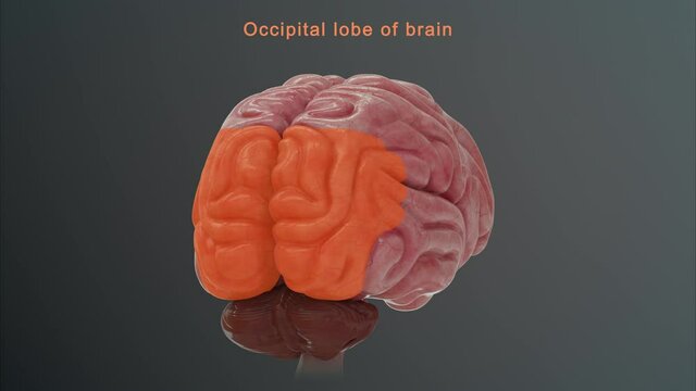 Occipital lobe of brain