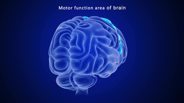 Motor Function Area of Brain