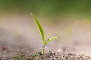 Green sprout growing from seed