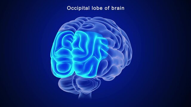 Occipital lobe of brain