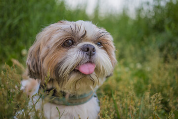 shih tzu dog lies near a forest path