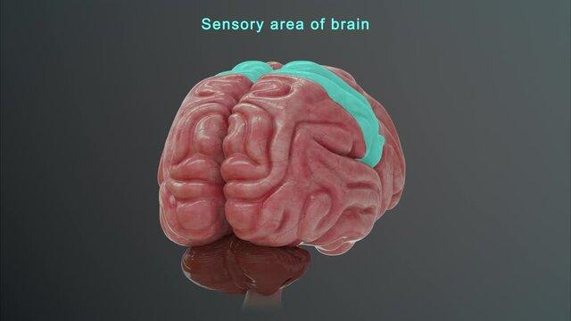 Sensory Area of Brain