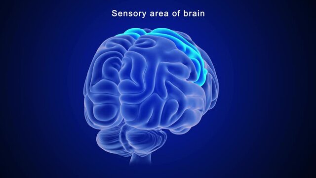 Sensory Area of Brain
