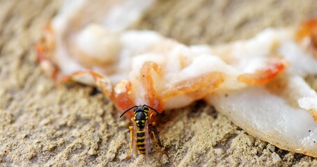 Striped wasp collecting food for larvae