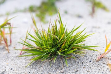 Plant growing in harsh environment