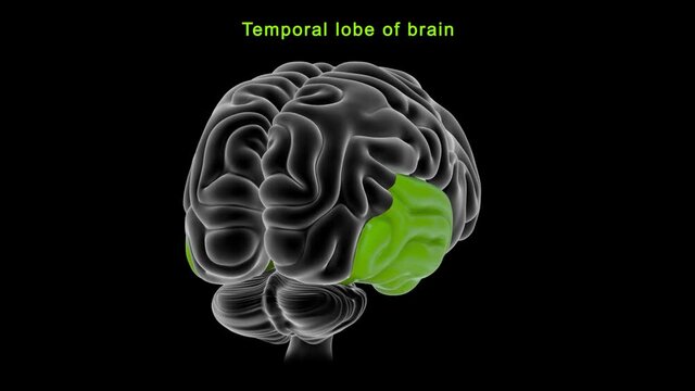 Temporal lobe of brain