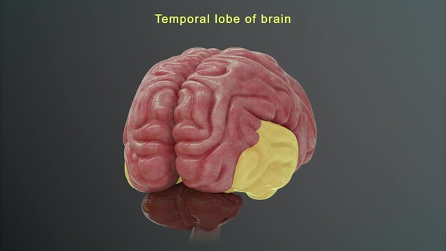 Temporal lobe of Brain