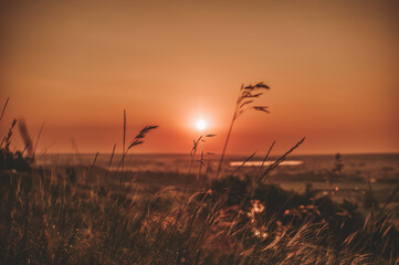 sunrise in the field