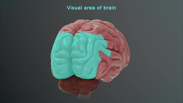 Visual Area of Brain
