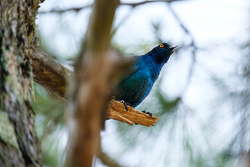 Red shoulder star sitting on the tree