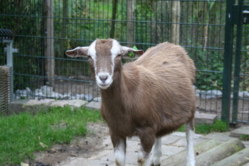 Obraz premium goat on the farm