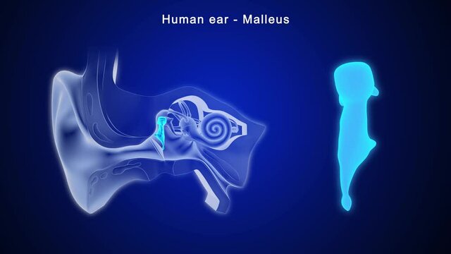 The middle ear consists of the tympanic membrane and the bony ossicles called the malleus, incus, and stapes. 