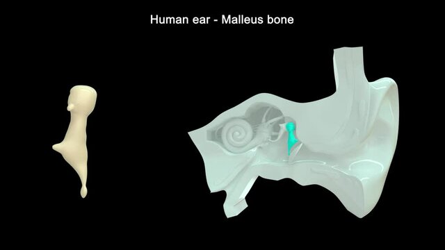 The middle ear consists of the tympanic membrane and the bony ossicles called the malleus, incus, and stapes. 