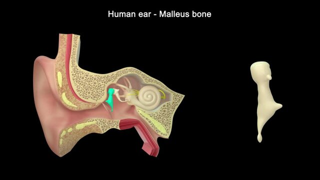 The middle ear consists of the tympanic membrane and the bony ossicles called the malleus, incus, and stapes. 